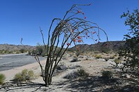 Bijzondere cactus in bloei