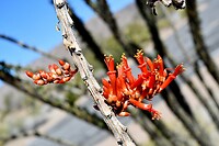 Bloemen van de cactus
