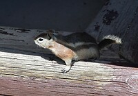 Squirrel