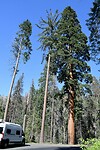De eerste GIANT Sequoia