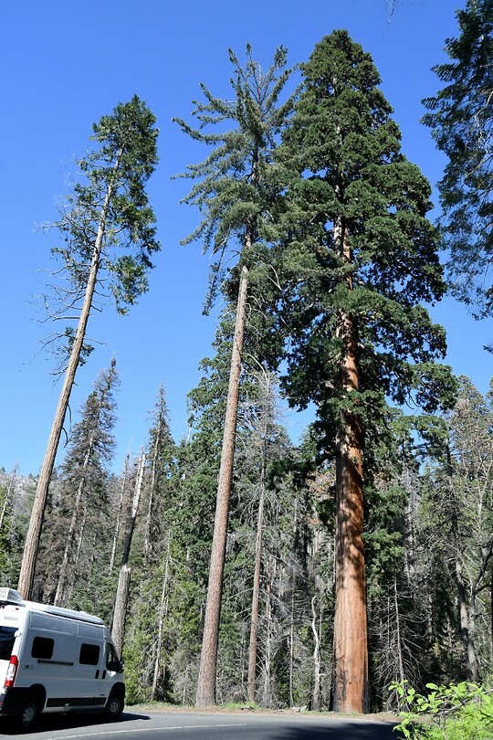 De eerste GIANT Sequoia