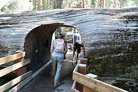 Omgevallen Sequoia