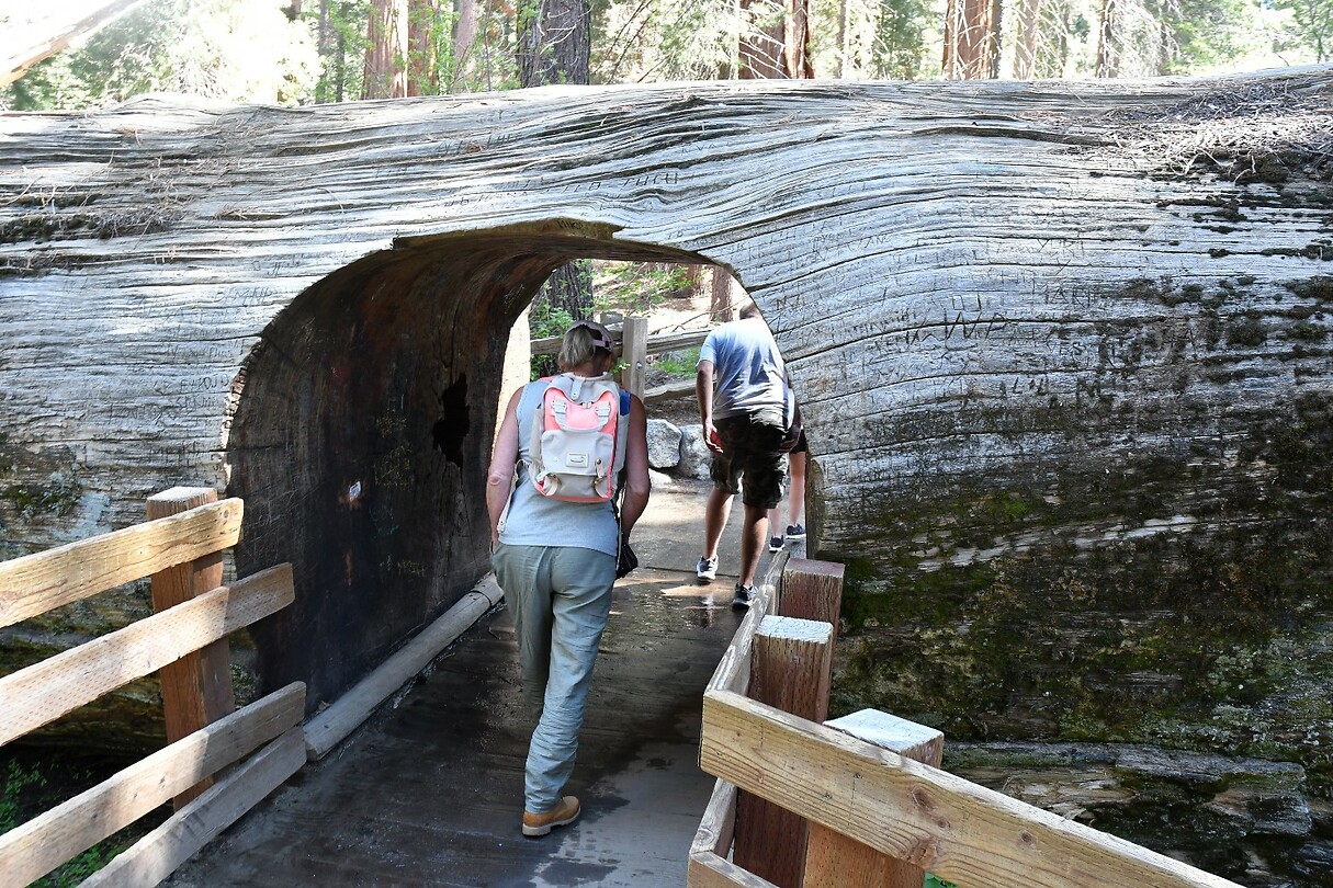 Omgevallen Sequoia