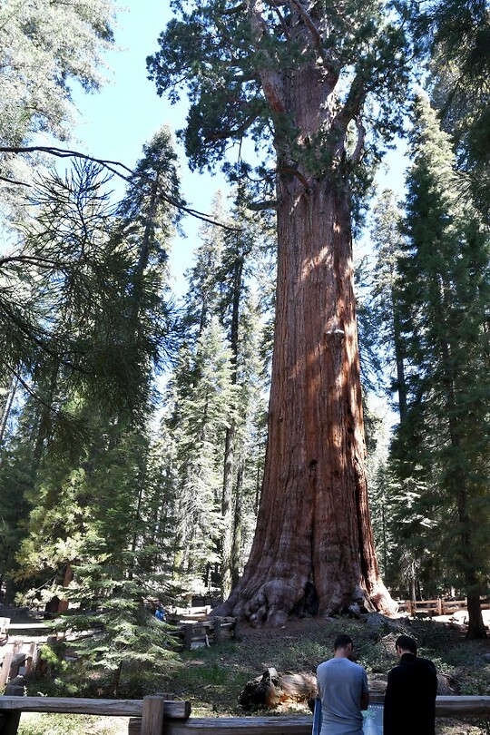 General Sherman achterkant