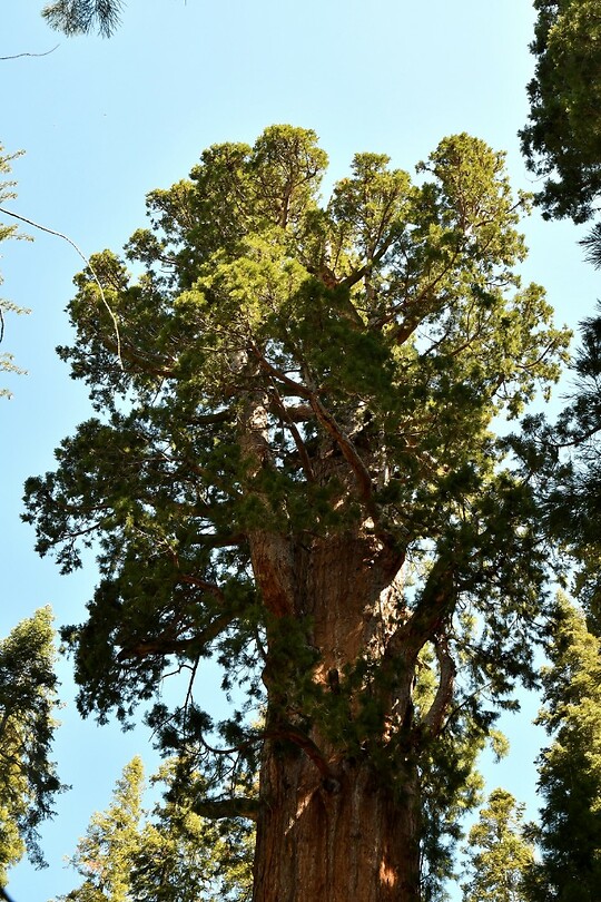 General Sherman top