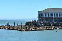 Zeeleeuwen op Pier 39