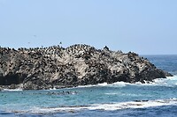 Zeeleeuwen rots