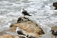 Zeemeeuwen op de uitkijk