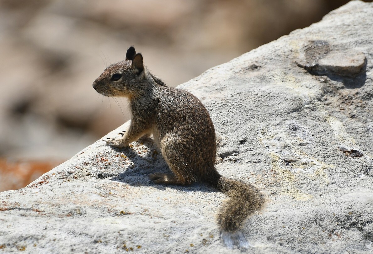 Squirrel