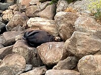 Camouflage zeeleeuw