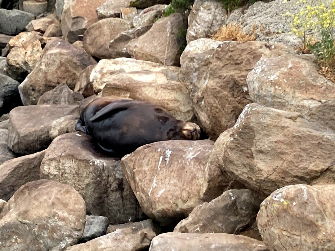 Camouflage zeeleeuw