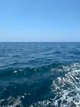 Zeehonden in de oceaan