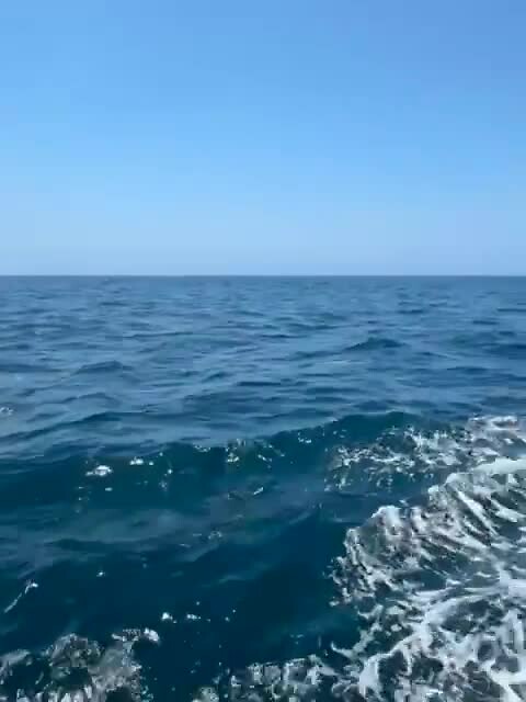 Zeehonden in de oceaan