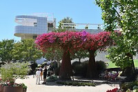 Bougainvillea's
