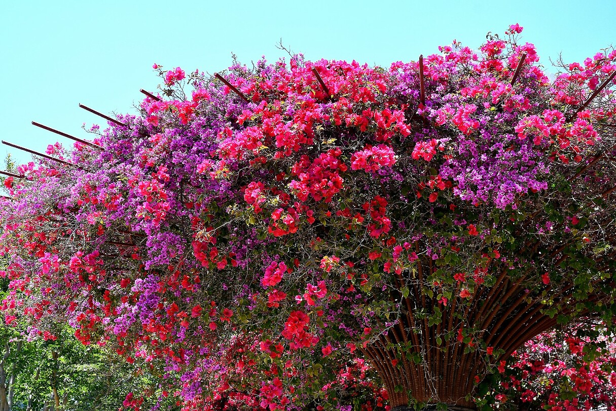 Bloemenzee