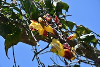 Orchidee-achtige struik