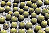 Bolcactussen