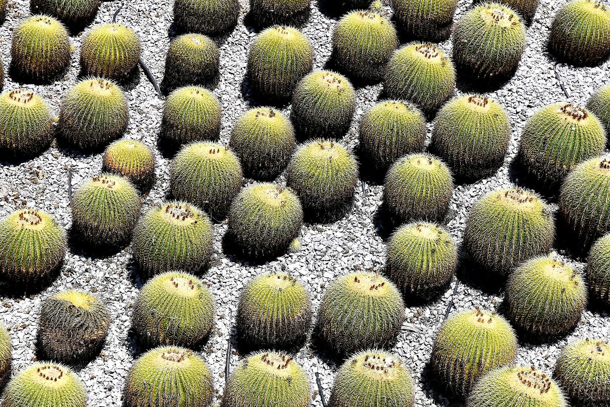 Bolcactussen