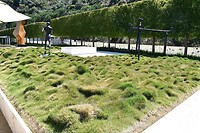 Echte Pollen