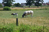 DSC_7100