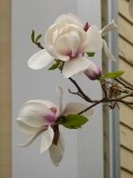 Magnolia's in bloei