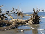 Hunting island dode bomenstrand
