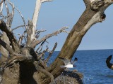 Hunting island dode bomenstrand