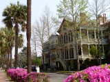 Azaleas in Savannah