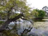 natuur