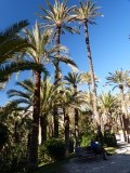 Palmentuin Elche