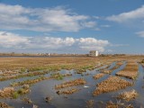 Albufera rijstvelden