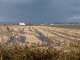 Rijstvelden Albufera