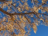 Lente