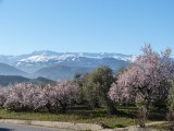 bloesems en sneeuw