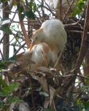 Ibissen op nest
