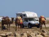 Kamelen op bezoek