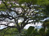 Botanische tuin