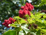 Botanische tuin