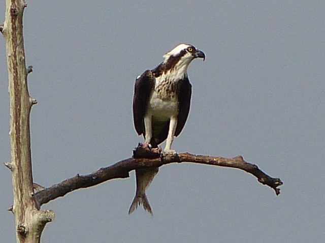 P1210089