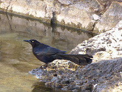 vogel