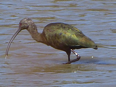 watervogel