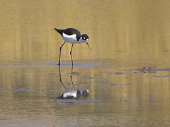 watervogel
