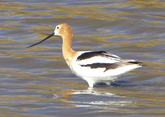 watervogel