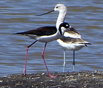 watervogel
