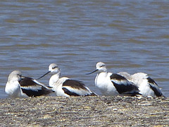 watervogel