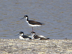 watervogel