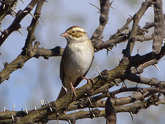 vogel