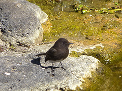 vogel