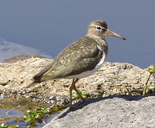 watervogel