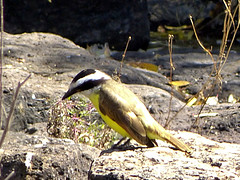 vogel